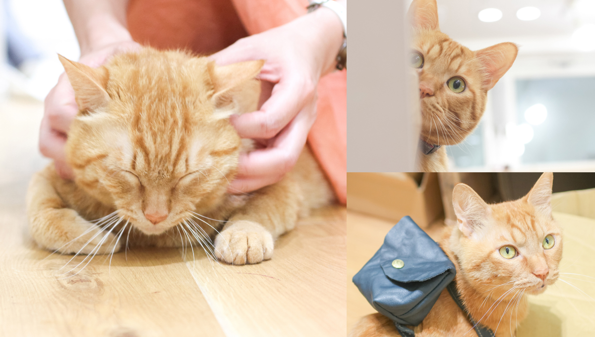 ねこ部長どらやき君　よく寝てよく食べてちょっと働く。みんなの癒し担当です。